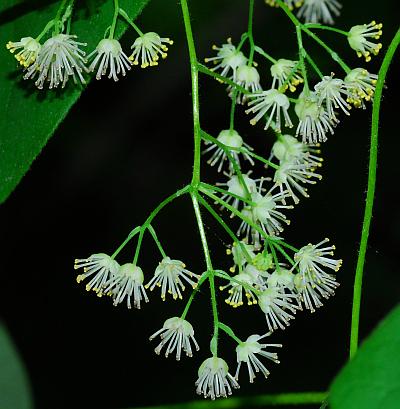 Menispermum_canadense_inflorescence.jpg