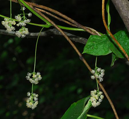 Menispermum_canadense_inflorescences.jpg