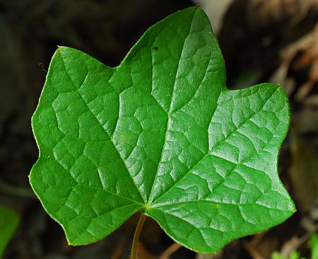 Menispermum_canadense_leaf1.jpg