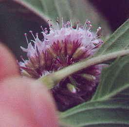 Mentha_canadensis_calyx.jpg