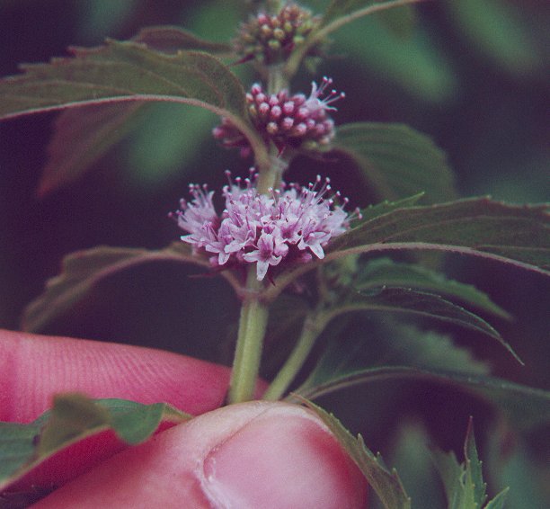 Mentha_canadensis_flowers.jpg