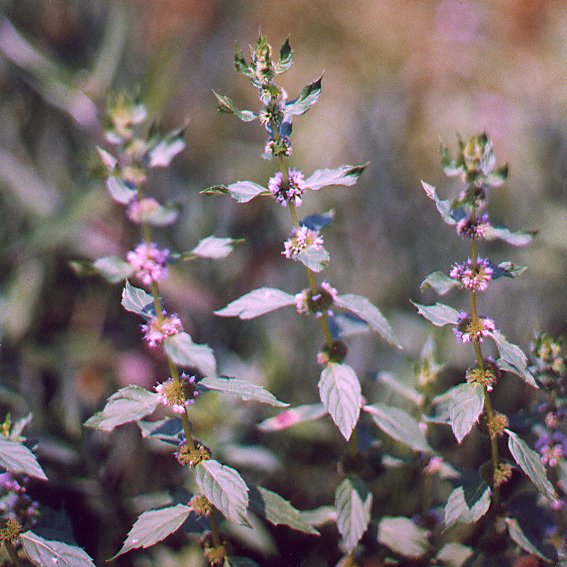 Mentha_canadensis_plant.jpg