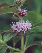 Mentha canadensis thumbnail