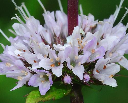 Mentha_piperita_corollas.jpg