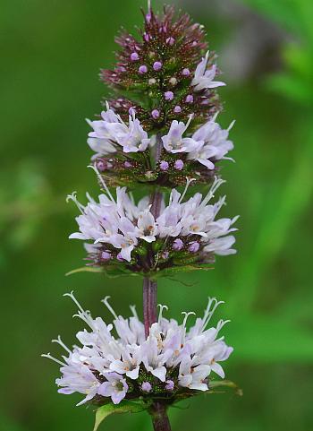 Mentha_piperita_inflorescence.jpg