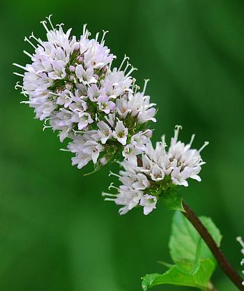 Mentha_piperita_inflorescence2.jpg