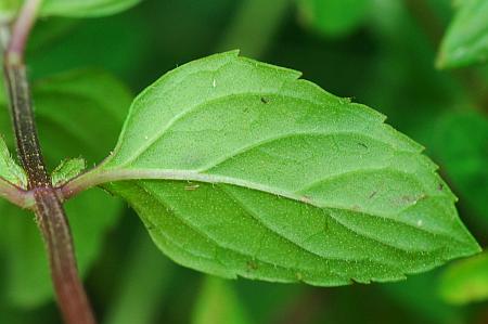 Mentha_piperita_leaf2.jpg