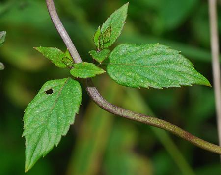 Mentha_piperita_leaves1.jpg