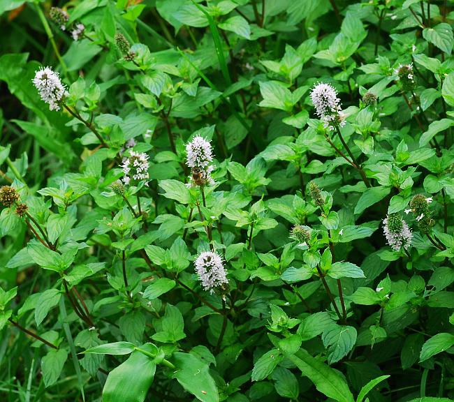 Mentha_piperita_plant.jpg