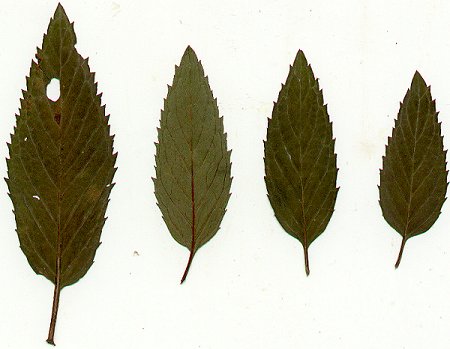 Mentha_piperita_pressed_leaves.jpg