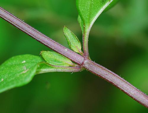 Mentha_piperita_stem.jpg