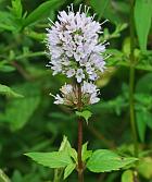 Mentha piperita thumbnail