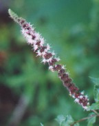 Mentha spicata thumbnail