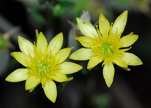 Mentzelia_albescens_corollas.jpg