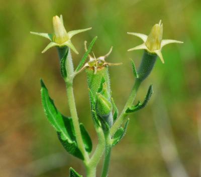 Mentzelia_albescens_flowers.jpg