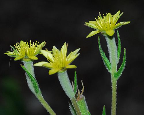 Mentzelia_albescens_flowers2.jpg