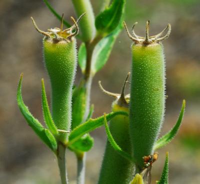 Mentzelia_albescens_fruits.jpg