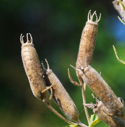 Mentzelia_albescens_fruits2.jpg