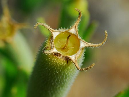 Mentzelia_albescens_fruits3.jpg