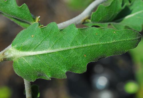 Mentzelia_albescens_leaf2.jpg