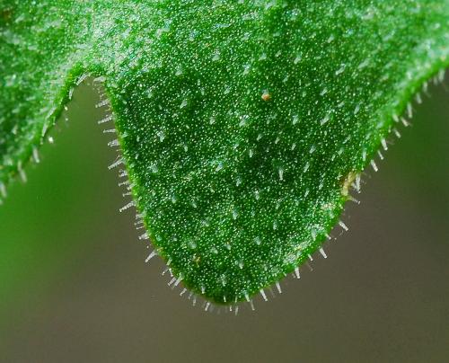 Mentzelia_albescens_leaf2a.jpg