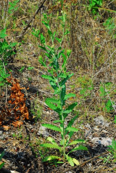 Mentzelia_albescens_plant.jpg