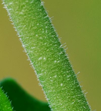 Mentzelia_albescens_stem.jpg