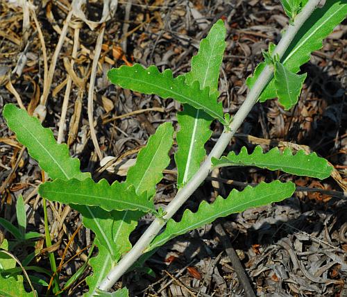 Mentzelia_albescens_stem2.jpg