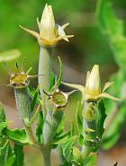 Mentzelia albescens thumbnail