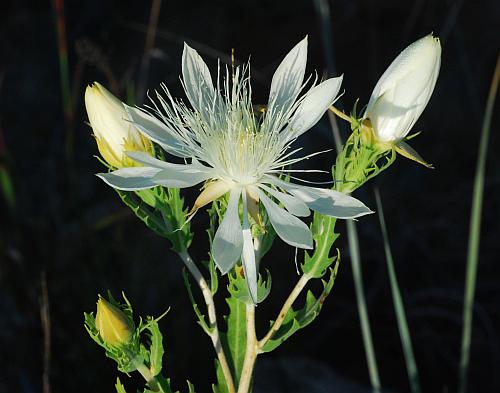 Mentzelia_nuda_flower1.jpg