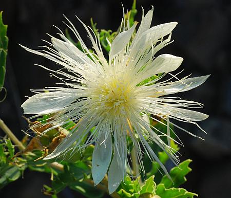 Mentzelia_nuda_flower2.jpg