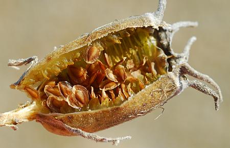 Mentzelia_nuda_fruit2.jpg