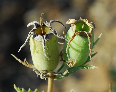 Mentzelia_nuda_fruits.jpg