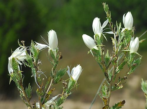 Mentzelia_nuda_inflorescence.jpg