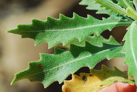 Mentzelia_nuda_leaf1.jpg