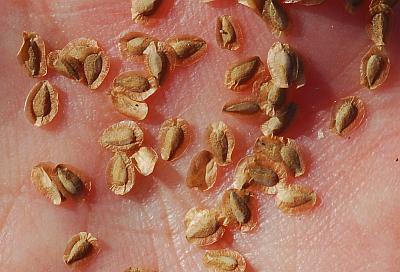 Mentzelia_nuda_seeds.jpg