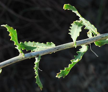 Mentzelia_nuda_stem.jpg