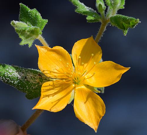 Mentzelia_oligosperma_flower.jpg