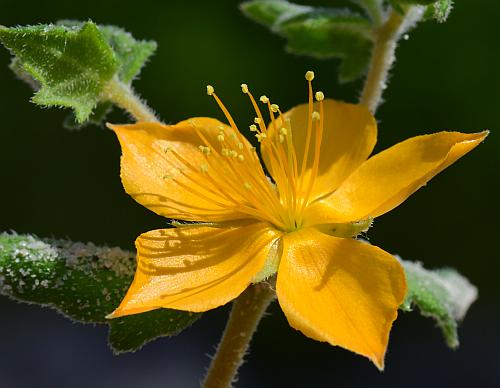 Mentzelia_oligosperma_flower2.jpg