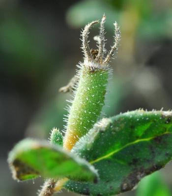 Mentzelia_oligosperma_fruit.jpg