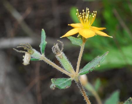 Mentzelia_oligosperma_inflorescence.jpg