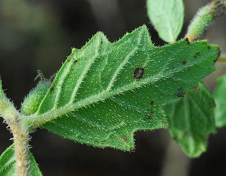 Mentzelia_oligosperma_leaf.jpg