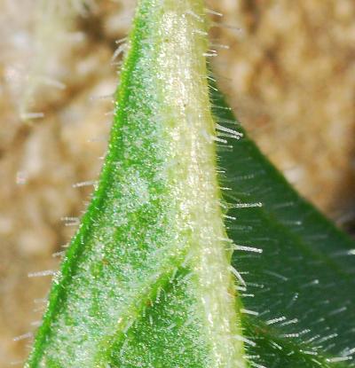 Mentzelia_oligosperma_leaf2.jpg