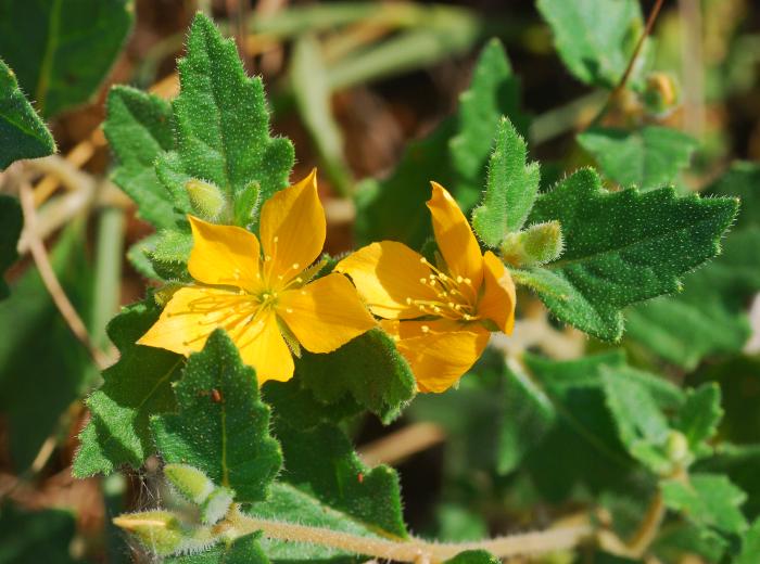 Mentzelia_oligosperma_plant.jpg