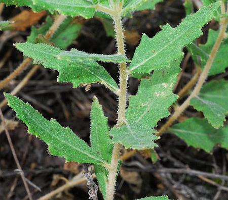 Mentzelia_oligosperma_stem.jpg