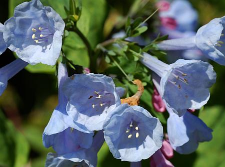 Mertensia_virginica_corollas.jpg