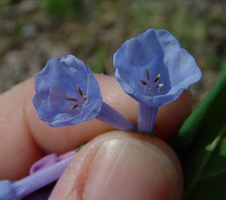 Mertensia_virginica_flower.jpg