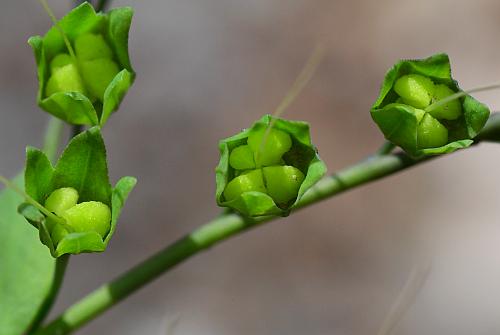 Mertensia_virginica_fruits1.jpg