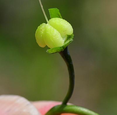 Mertensia_virginica_fruits2.jpg