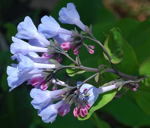 Mertensia_virginica_inflorescence.jpg